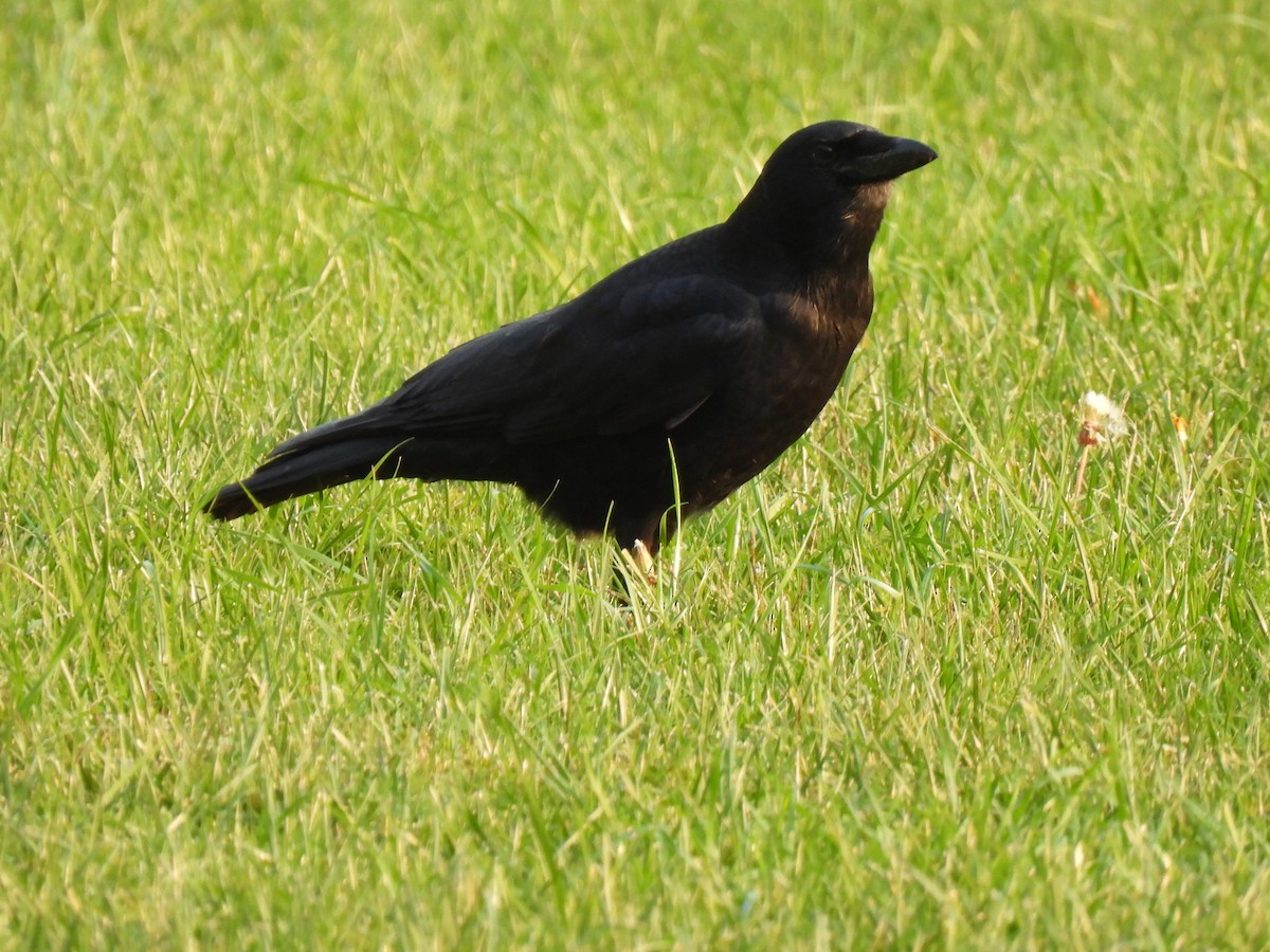 American Crow - ML273437921