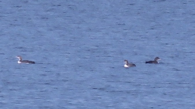 Pacific Loon - ML273438271