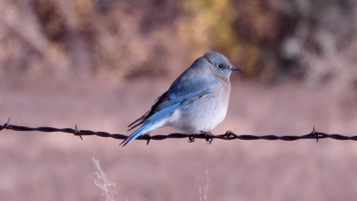 Mountain Bluebird - ML273438481