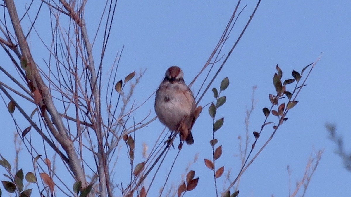 American Tree Sparrow - ML273438661