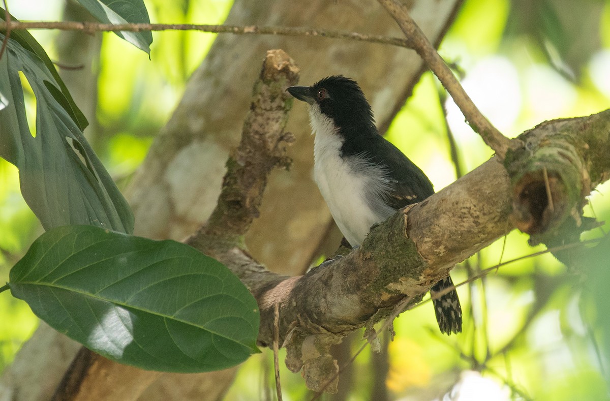 Great Antshrike - ML273438781