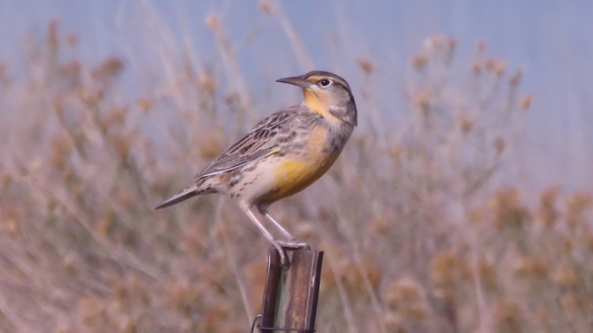 Western Meadowlark - Nick Komar