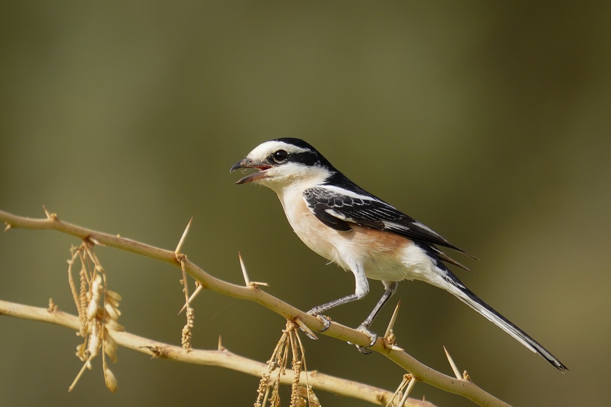 Masked Shrike - ML273439171