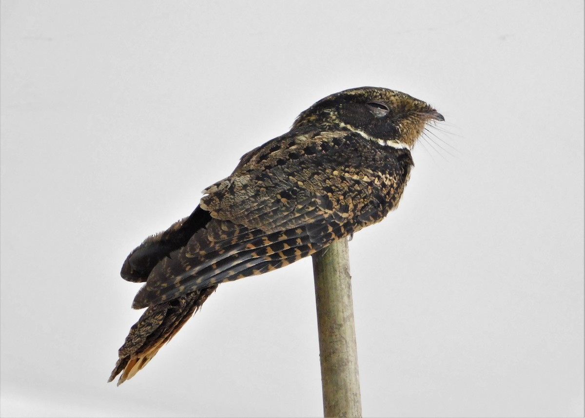 Rufous Nightjar (South American) - ML273439531