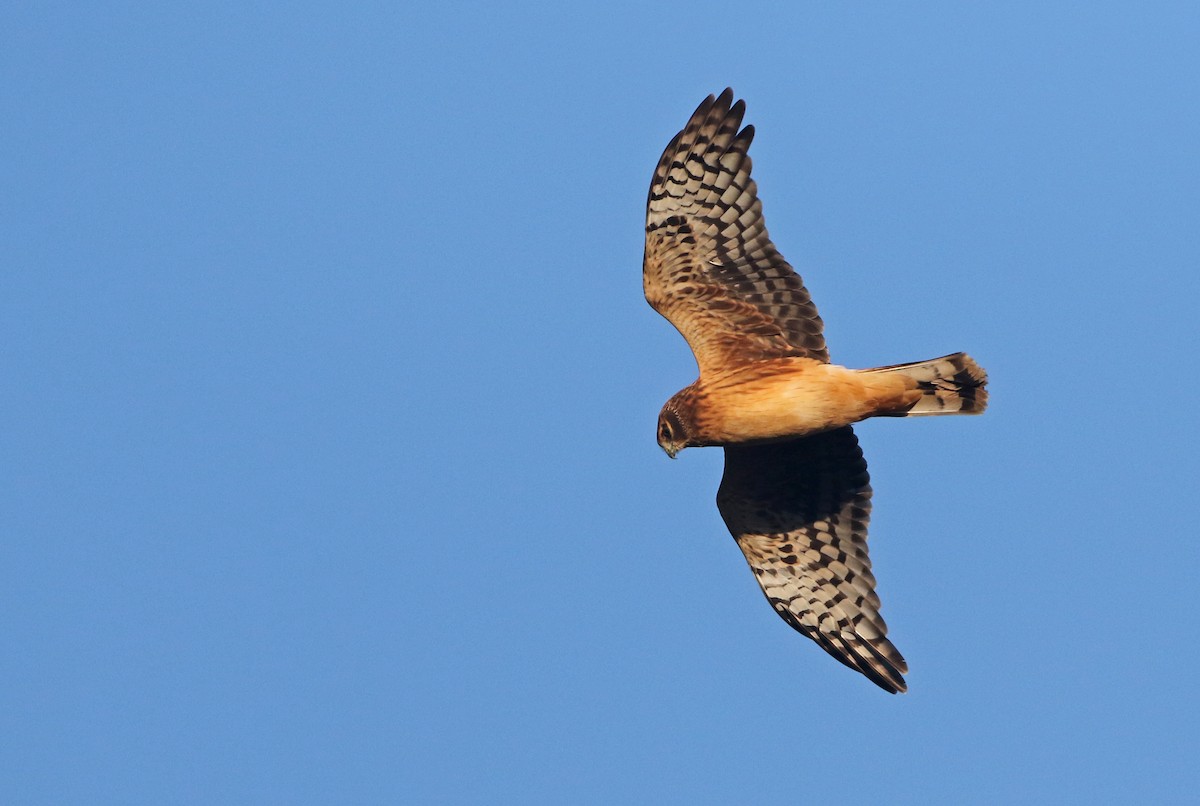 Northern Harrier - Luke Seitz