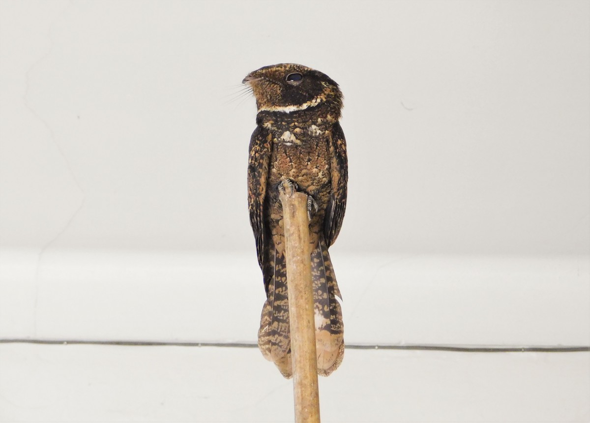 Rufous Nightjar (South American) - Nicolás Bejarano