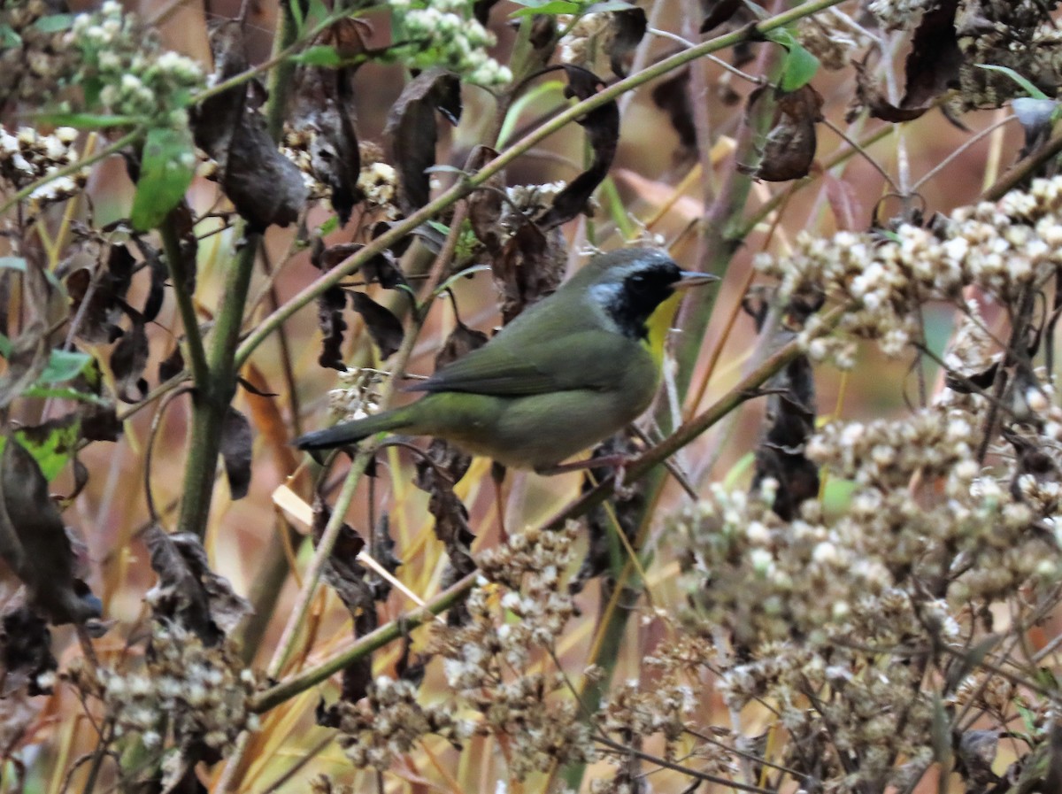 Common Yellowthroat - ML273441731