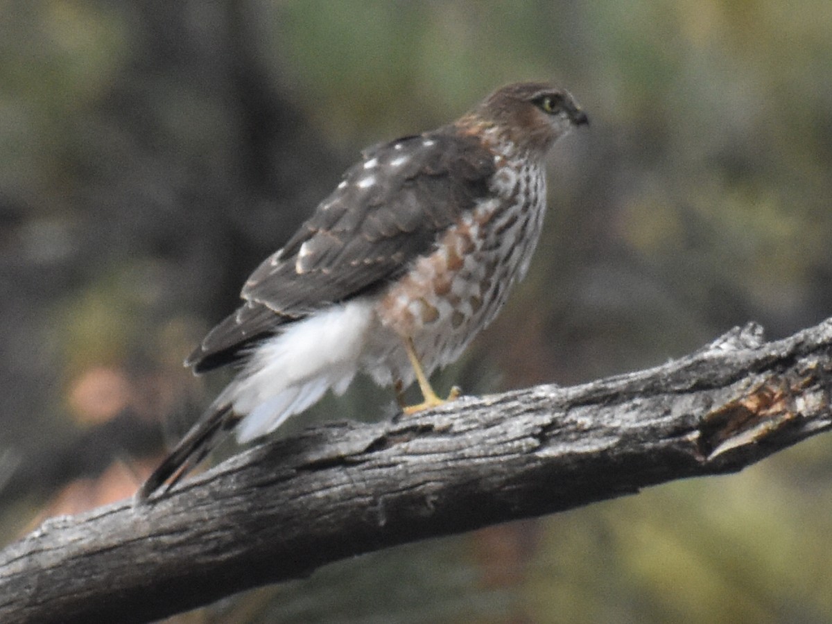 Sharp-shinned Hawk - ML273441791