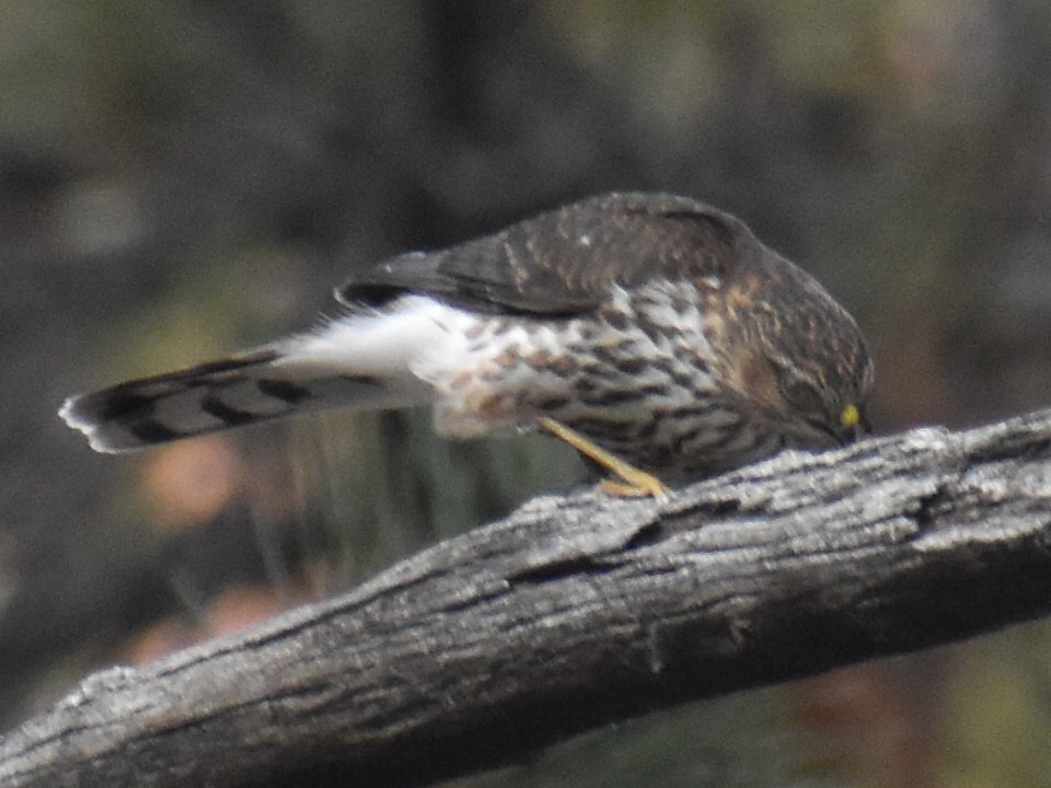 Sharp-shinned Hawk - ML273441821