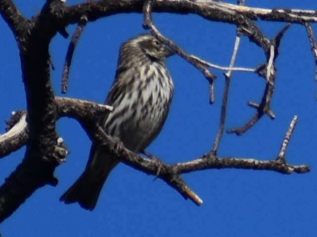 Cassin's Finch - ML273442101