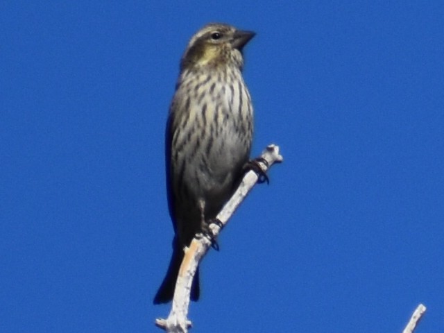 Cassin's Finch - ML273442181