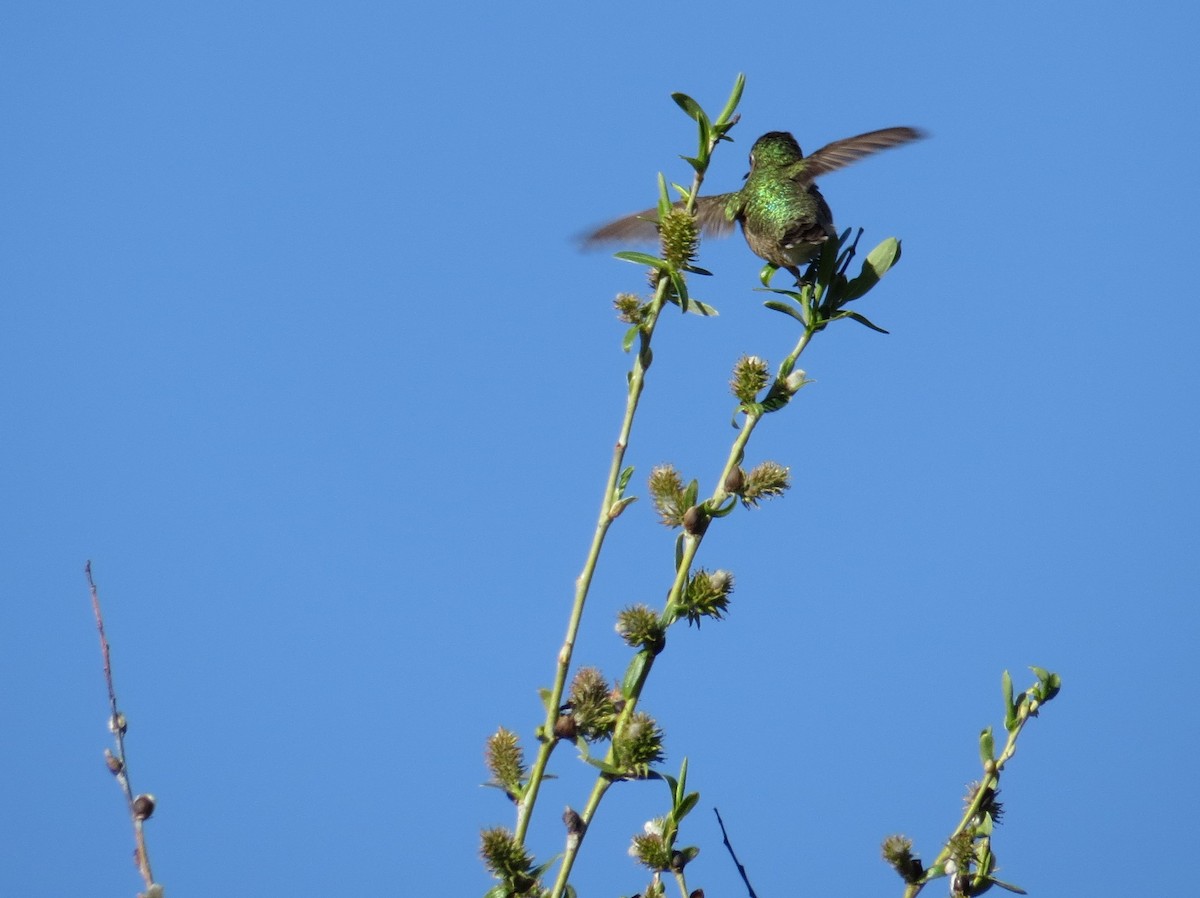 Calliope Hummingbird - Courtney Kelly Jett