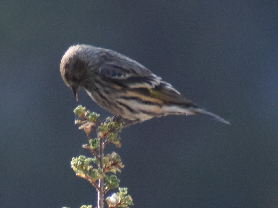 Pine Siskin - ML273442541