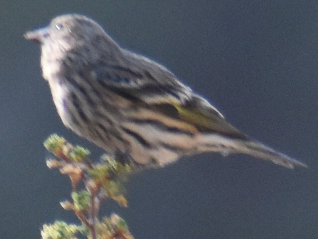 Pine Siskin - ML273442581