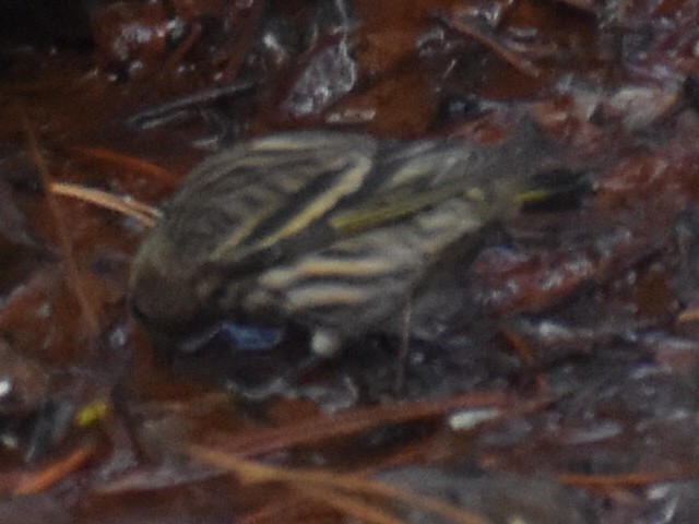 Pine Siskin - ML273442631