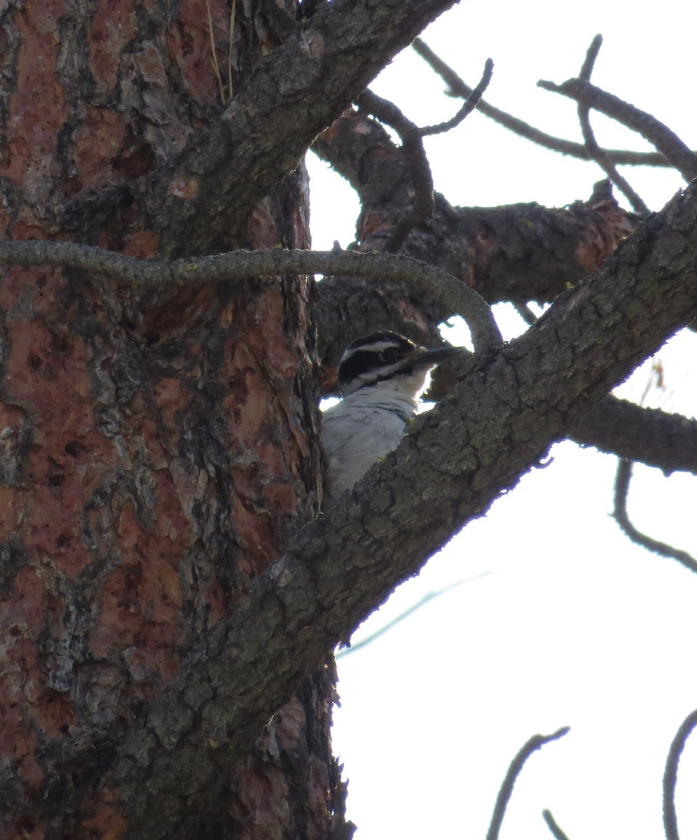 Hairy Woodpecker - Courtney Kelly Jett