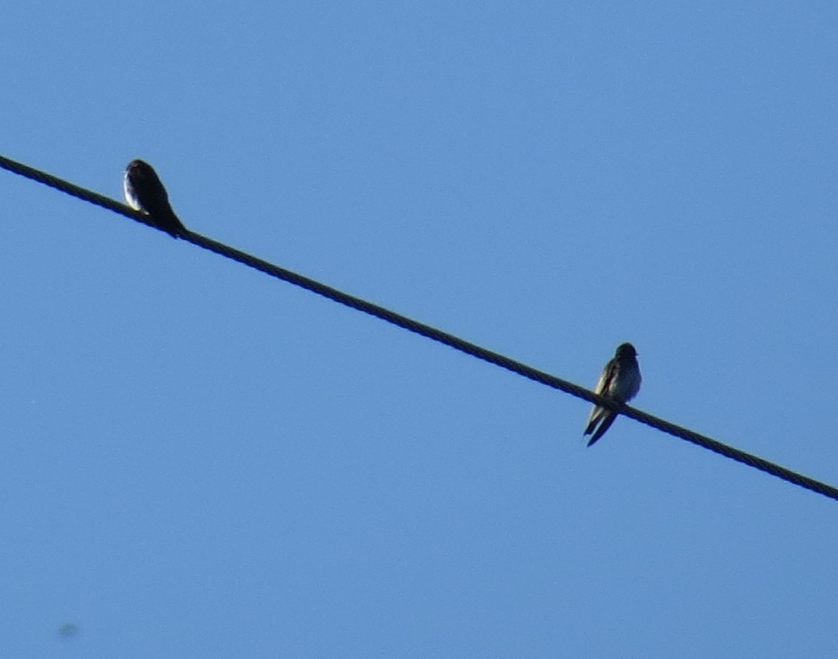 Golondrina/Avión sp. - ML27344391