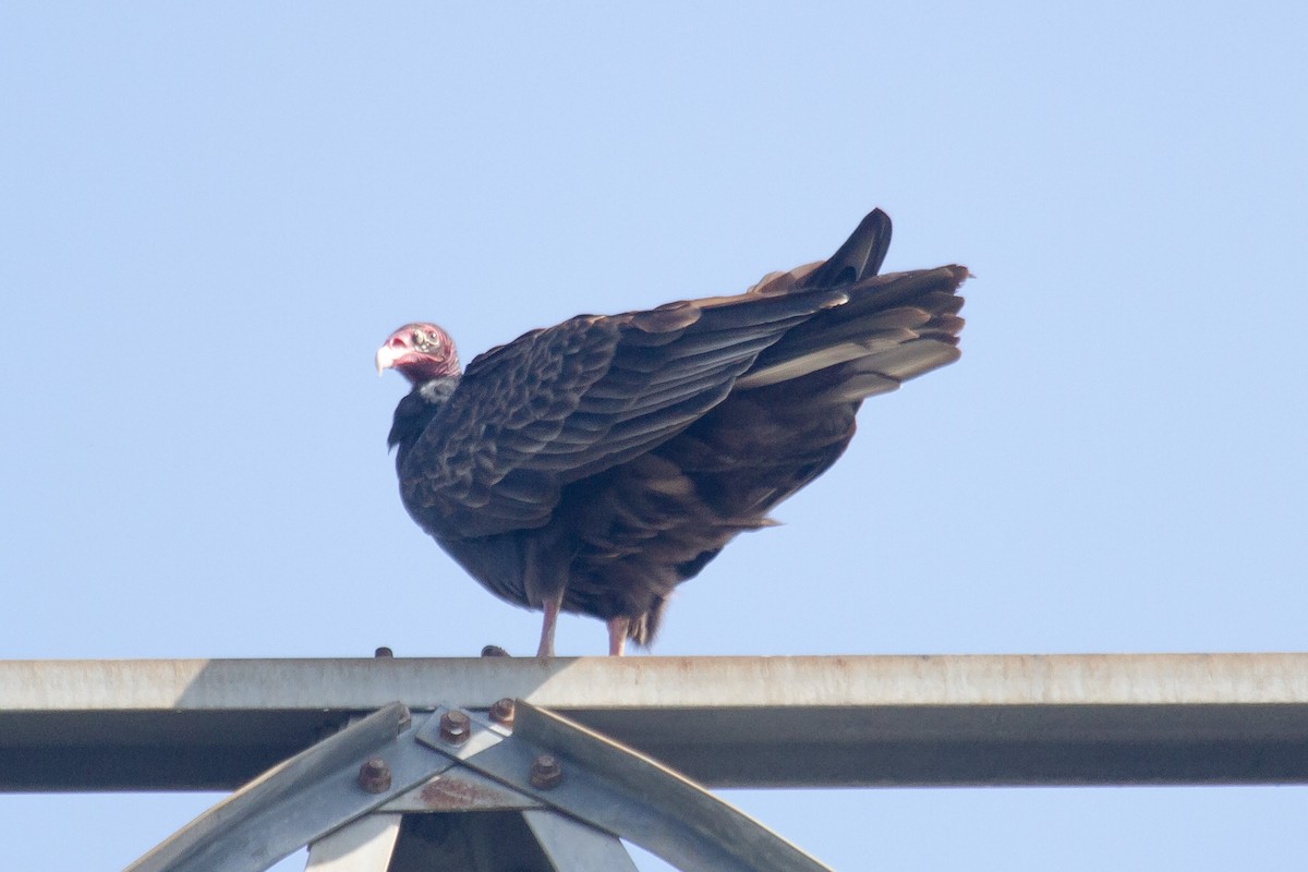 Turkey Vulture - ML273448591