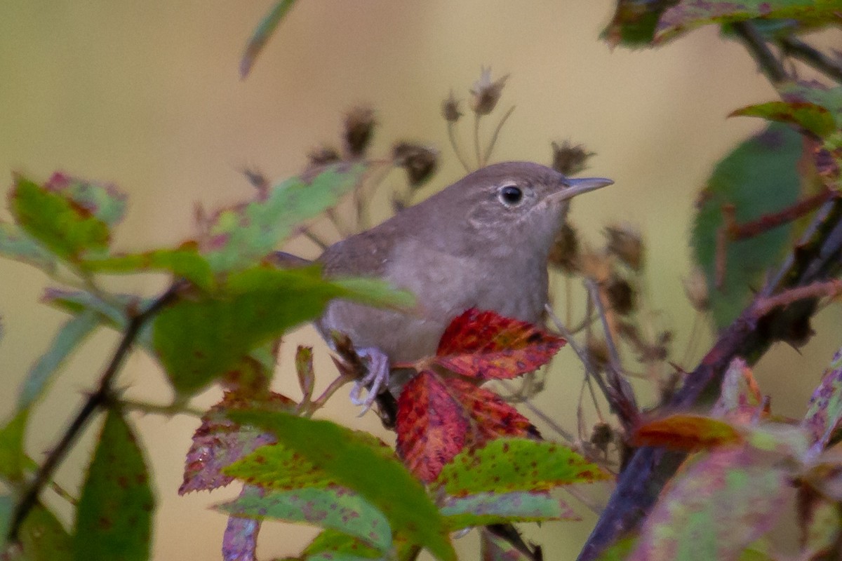 Northern House Wren - ML273448621