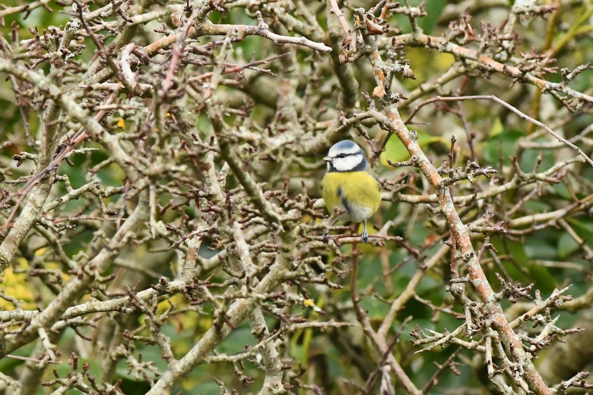 Eurasian Blue Tit - ML273448711