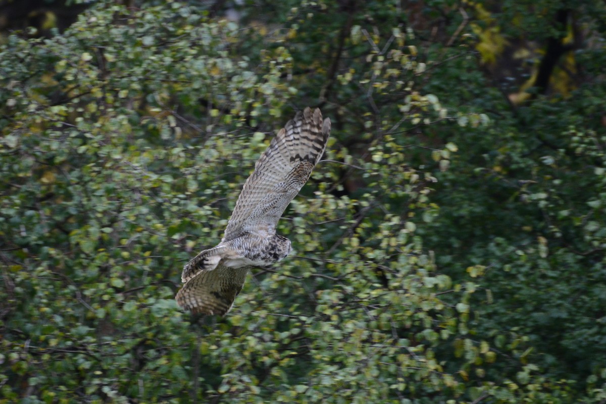 Great Horned Owl - ML273450231