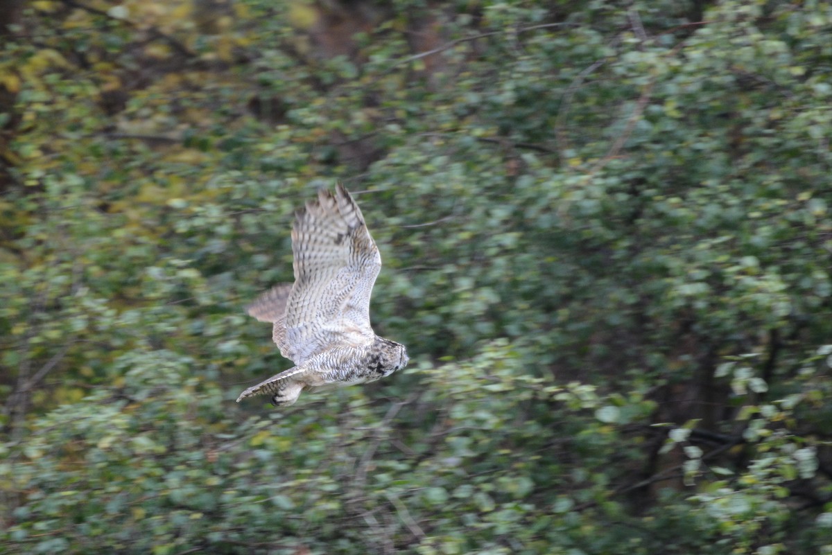 Great Horned Owl - ML273450241