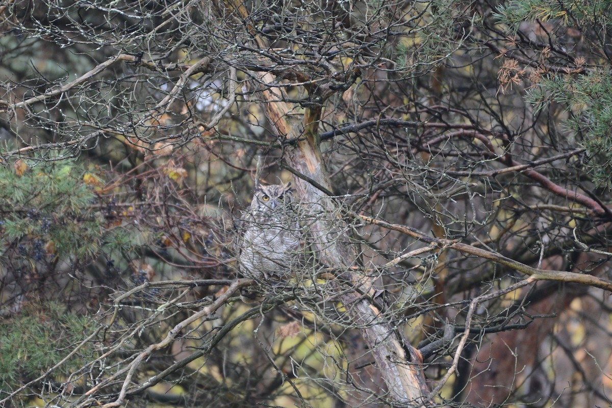 Great Horned Owl - ML273450251