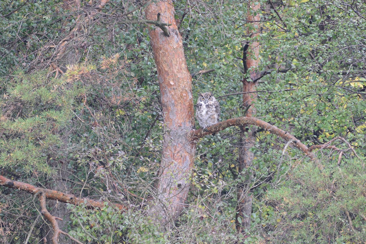 Great Horned Owl - ML273450261