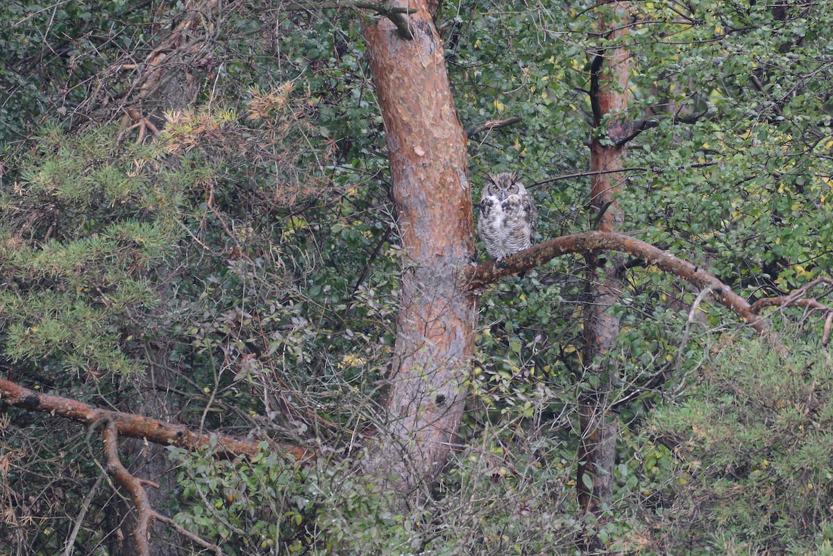 Great Horned Owl - ML273450281