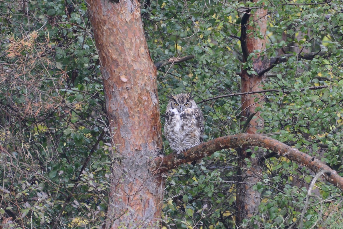Great Horned Owl - ML273450311