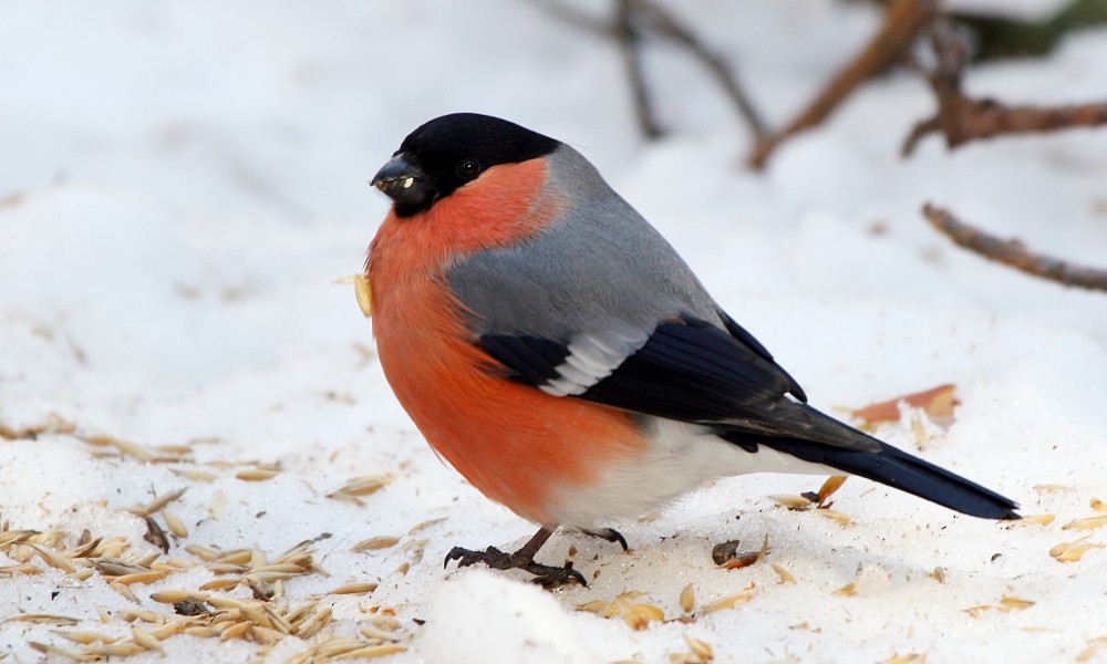 Eurasian Bullfinch (Eurasian) - Pavel Parkhaev