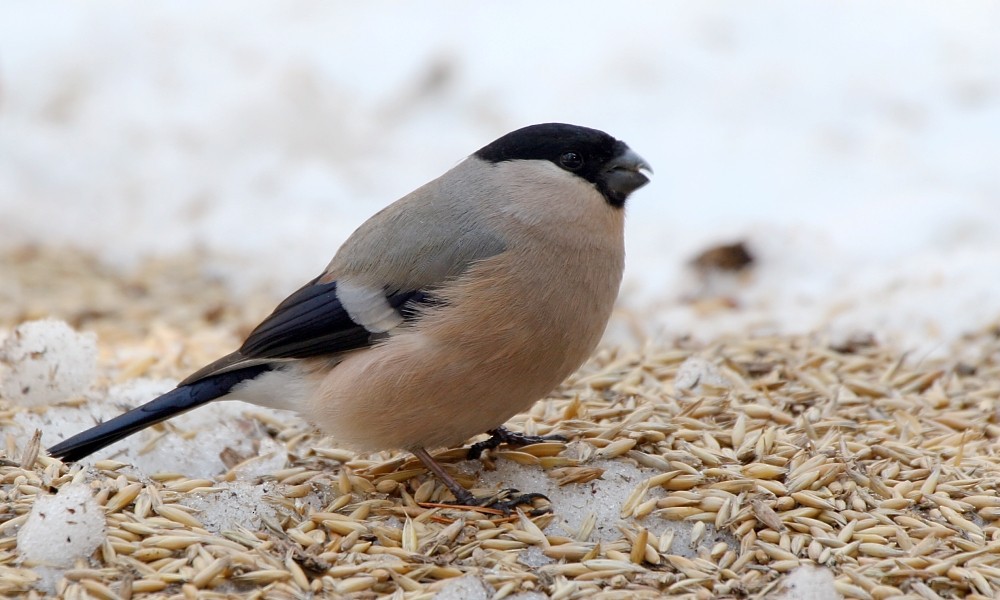 Eurasian Bullfinch (Eurasian) - ML273450981