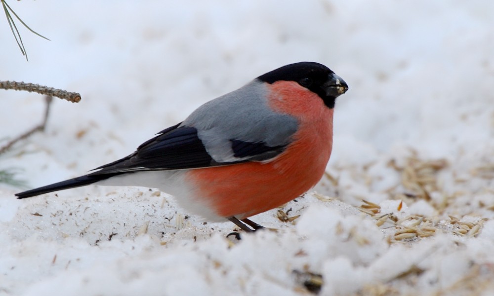 Eurasian Bullfinch (Eurasian) - ML273451051