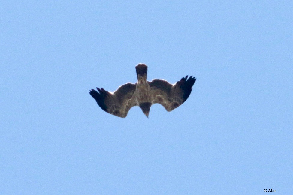 Tawny Eagle - ML273451191