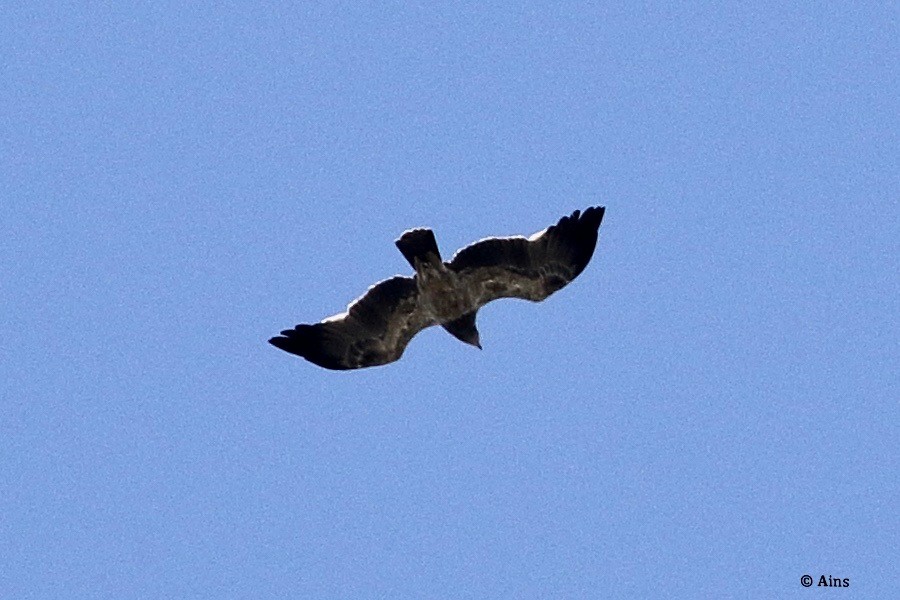 Tawny Eagle - ML273451221