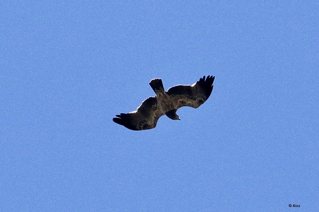 Tawny Eagle - ML273451231
