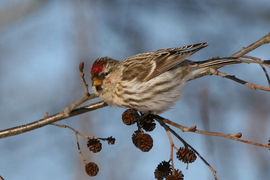 čečetka zimní (ssp. flammea) - ML273451521