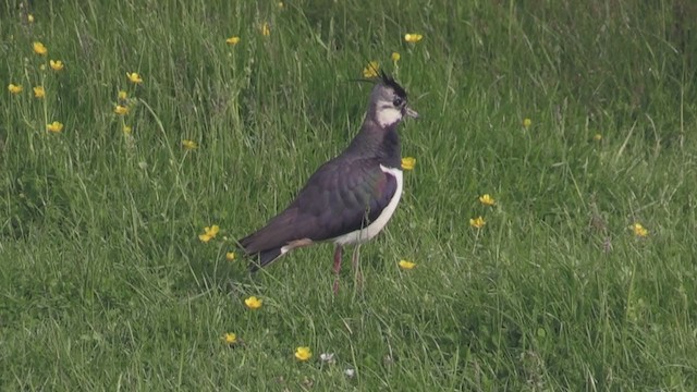 Northern Lapwing - ML273452451