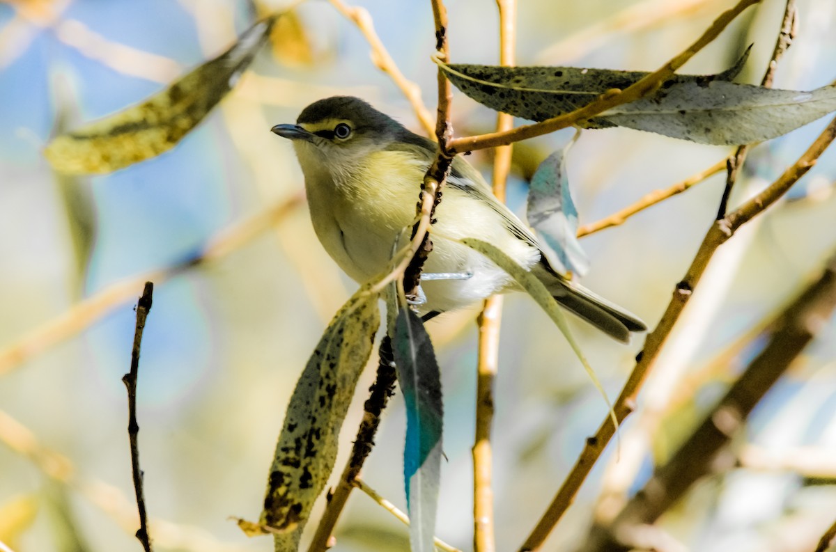 White-eyed Vireo - sakura paterniti