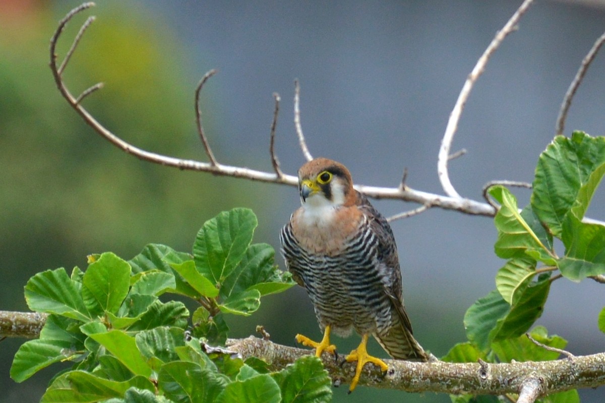 Red-necked Falcon (African) - Patrick Ingremeau