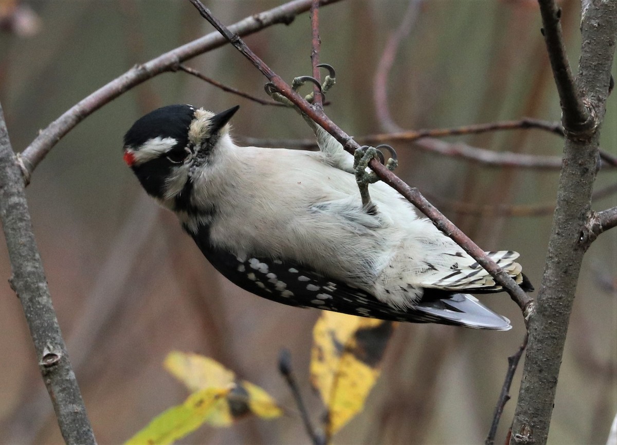 Downy Woodpecker - ML273454311