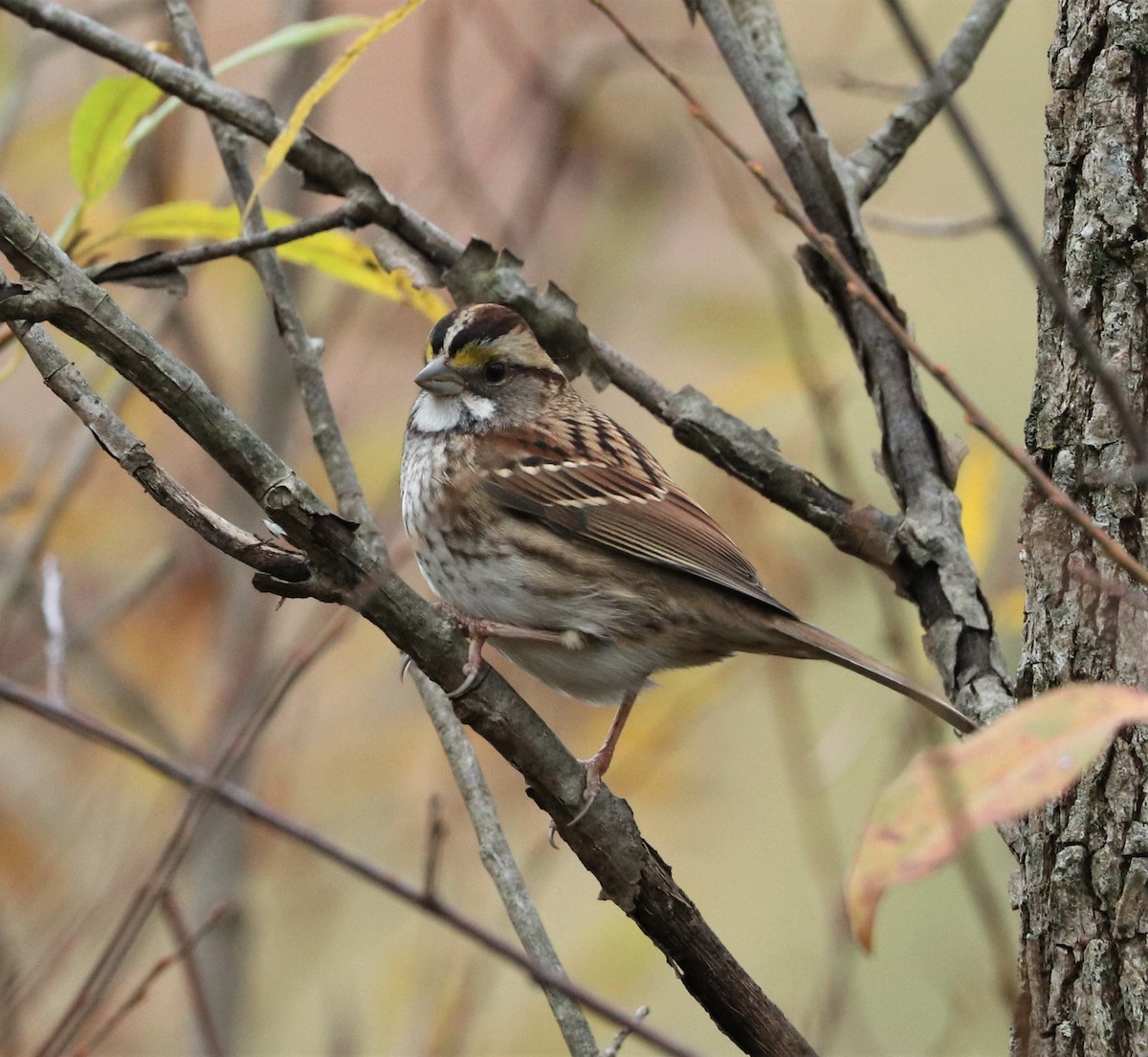 White-throated Sparrow - ML273454381