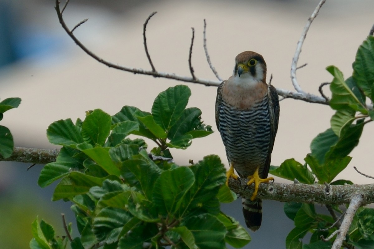 Red-necked Falcon (African) - Patrick Ingremeau