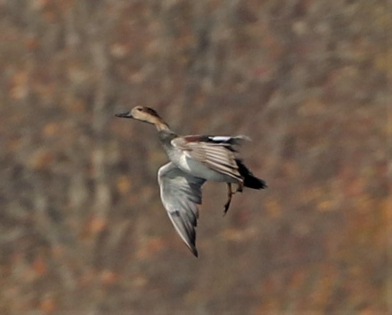 Gadwall - ML273454581