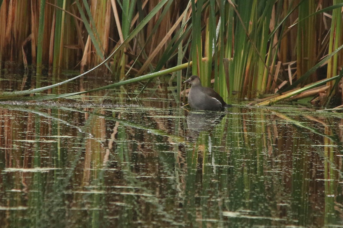 Common Gallinule - Benjamin Hack