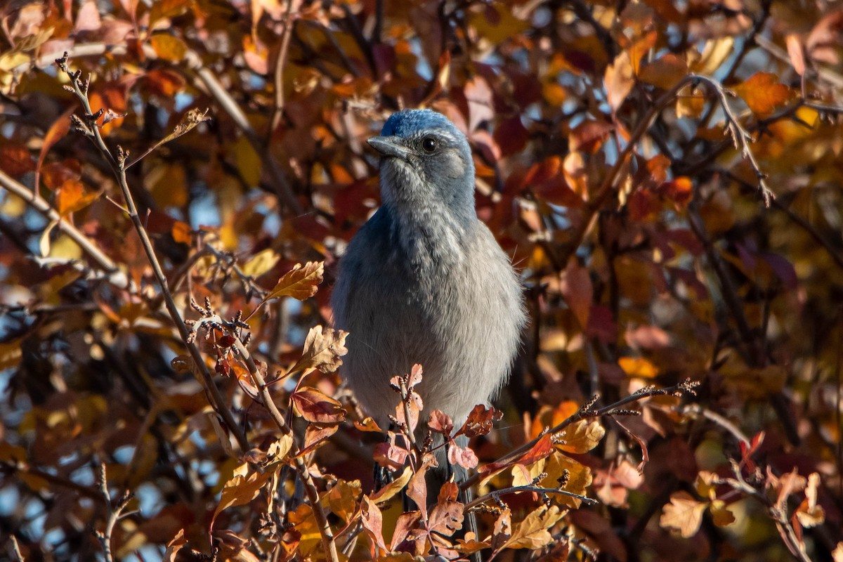 Woodhouse's Scrub-Jay - ML273455881