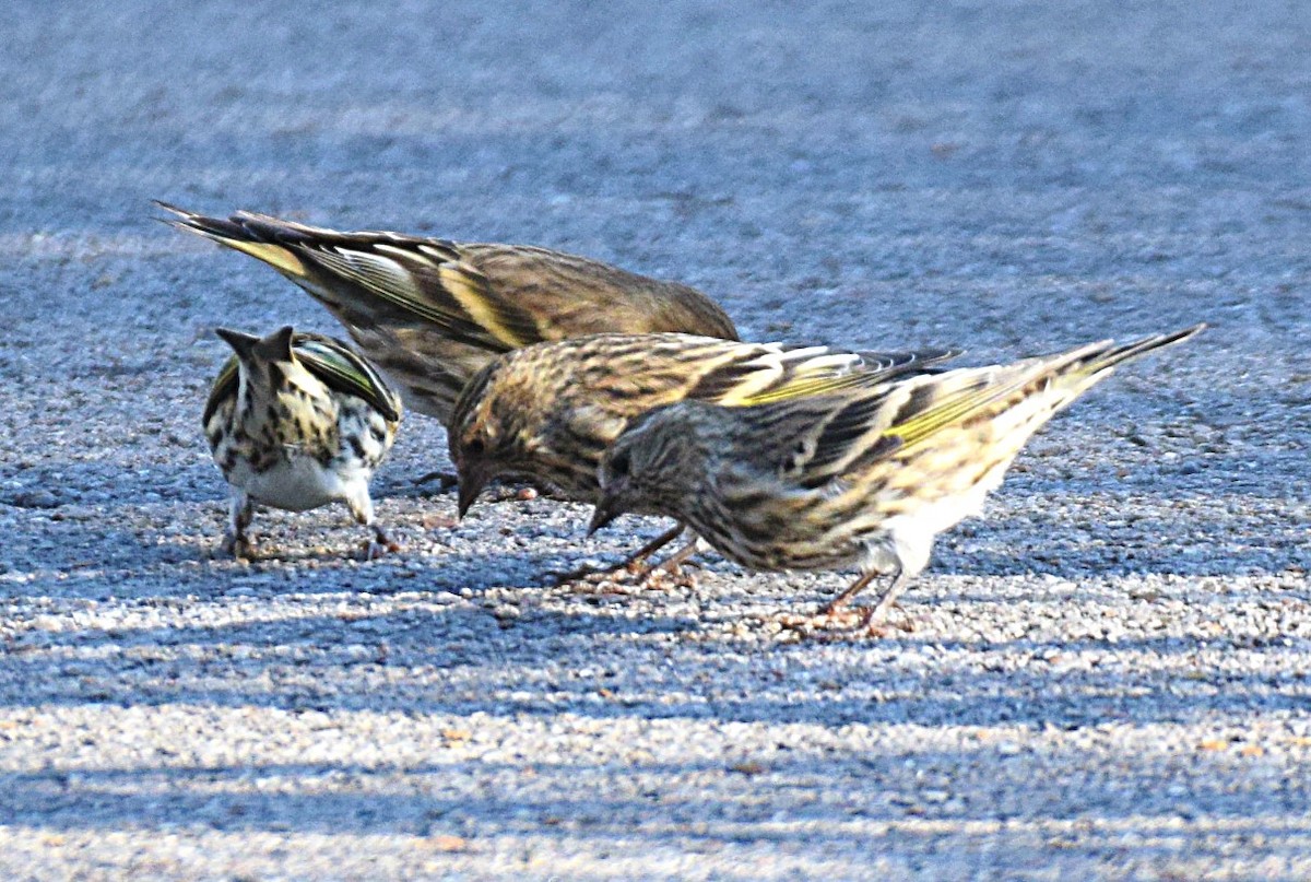 Pine Siskin - Hugh Barger