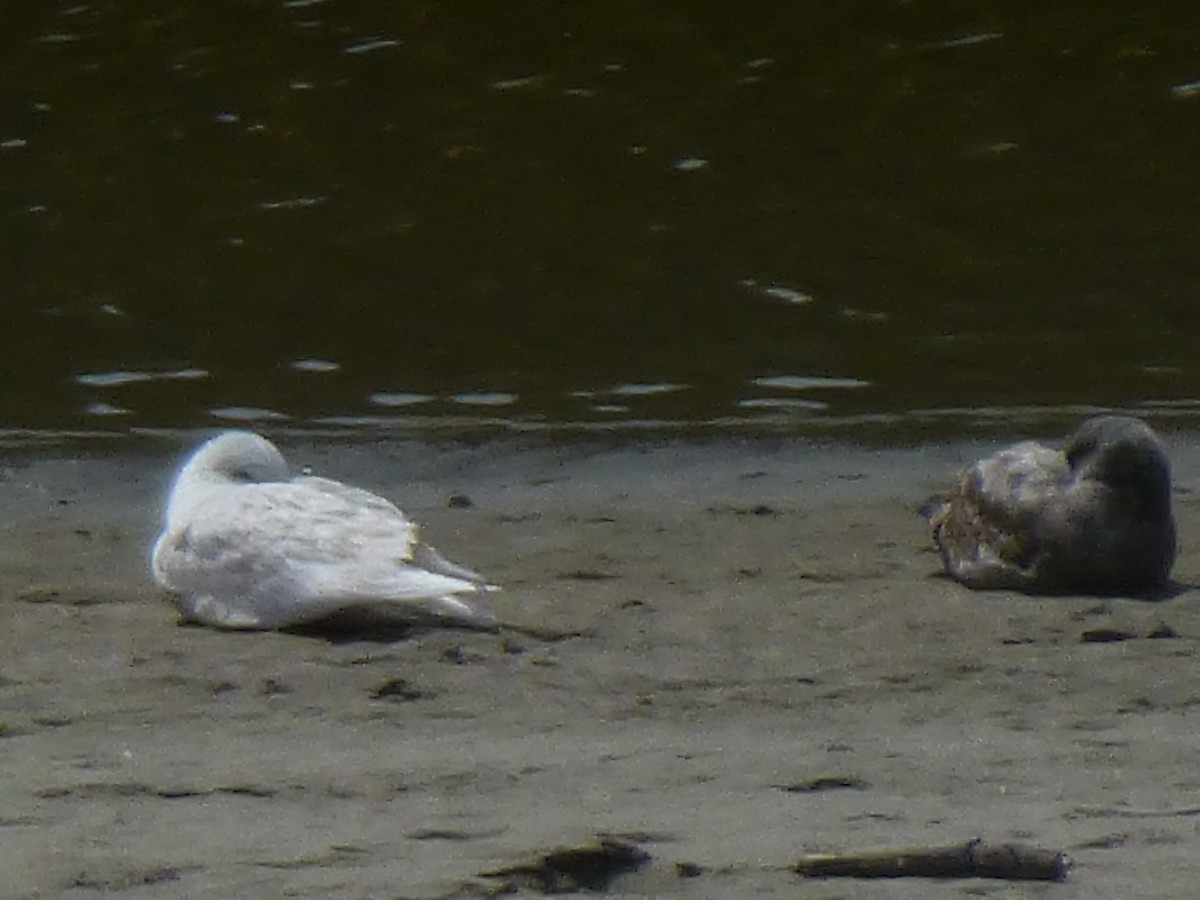 Glaucous Gull - ML27345631