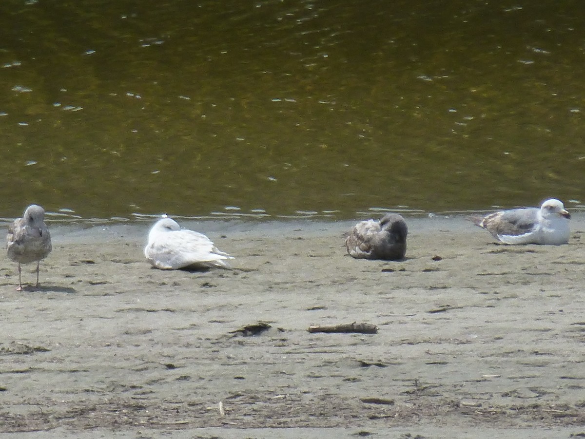 Glaucous Gull - ML27345651