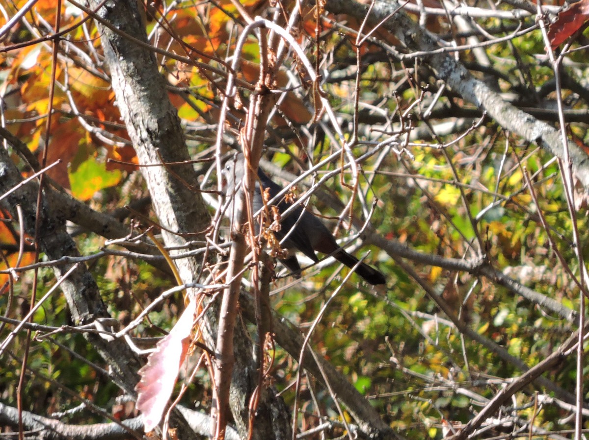 Gray Catbird - ML273456611